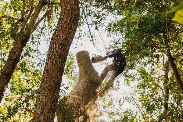 San Jose Tree Service & Landscaping