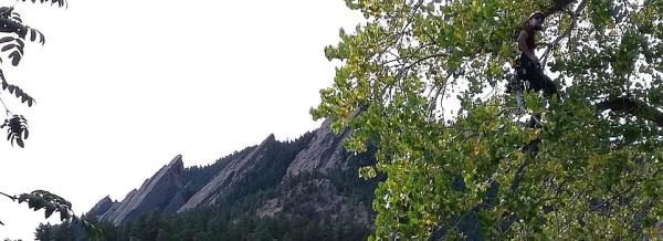 Small Axe Tree Care