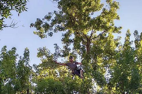 Small Axe Tree Care
