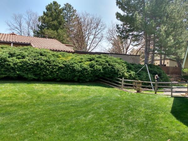 Small Axe Tree Care