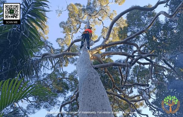 Arboreal Tree Trimming Irvine