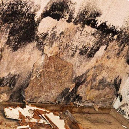 Valasoro Mold Remediation