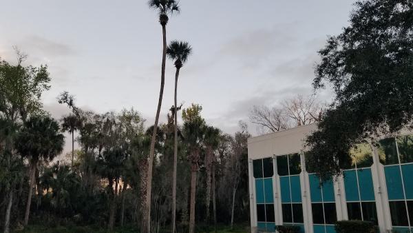 Dans V.i.p.tree Service