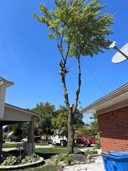 Godoy's Tree Services