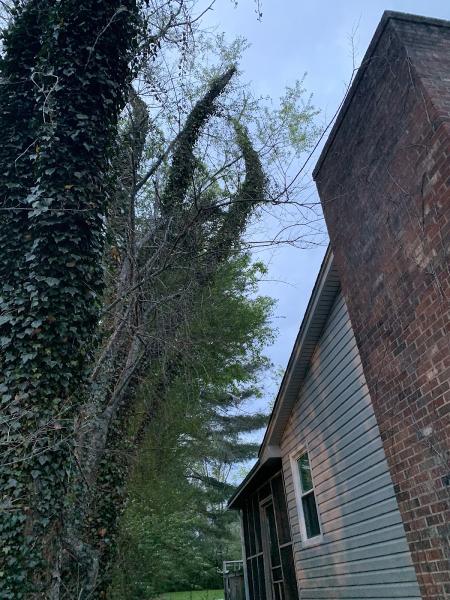 Shelton's Tree Service