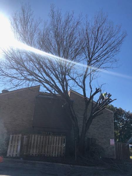 Raphael's Tree Services