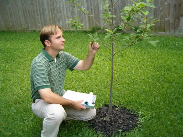 Griffin Tree Consulting