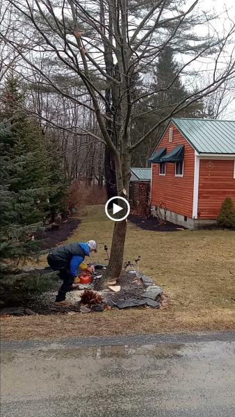 Two Daughters Trees and Driveways