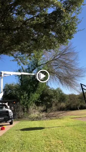 Excellent Prices Tree Services