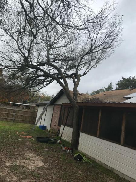 Excellent Prices Tree Services
