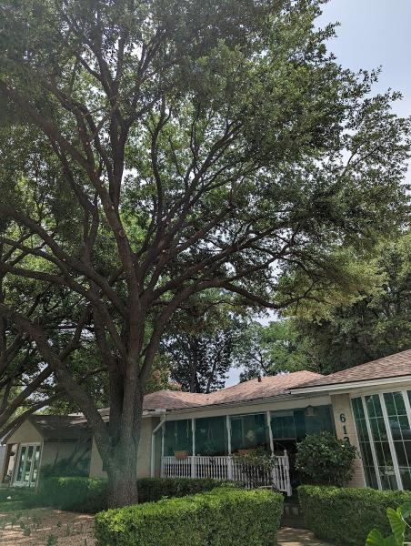 Squirrel Tree Service LLC