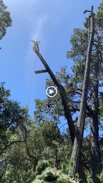 Specialty Tree Service Inc