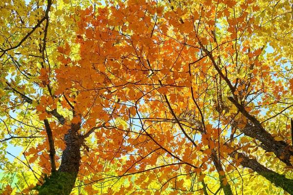 Donovan Arborists