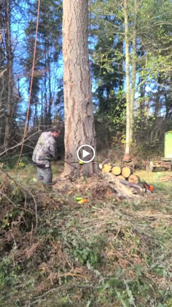 Madd Mikes Tree & Landscape LLC