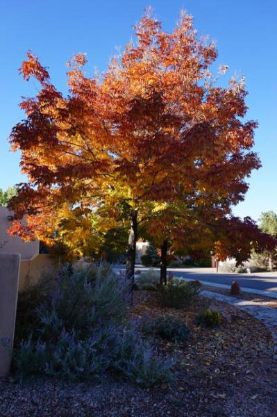 Blue Spur Chandler Tree Service