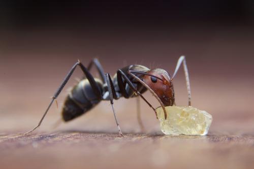 Trapline Pest Solutions
