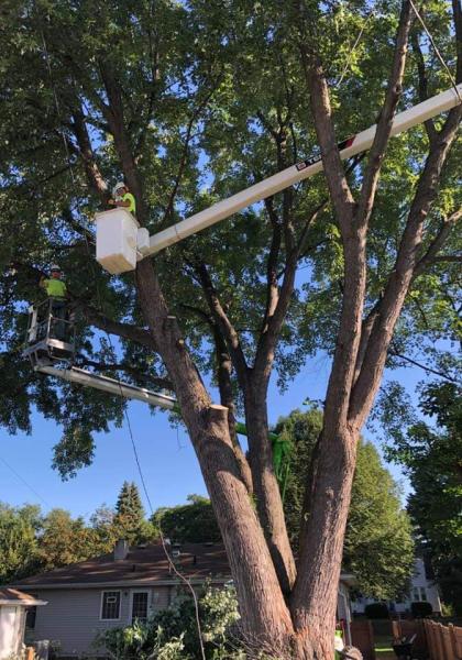 Premier Tree Service Inc