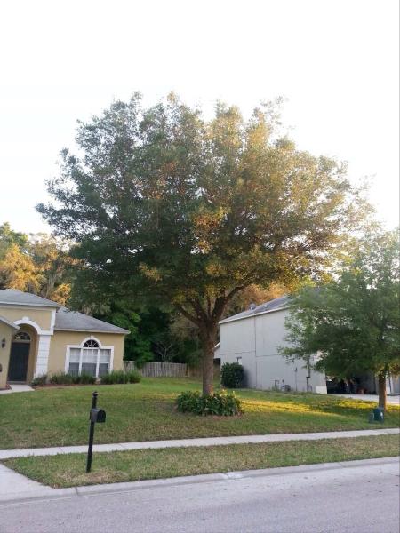 Big Mike's Tree Service