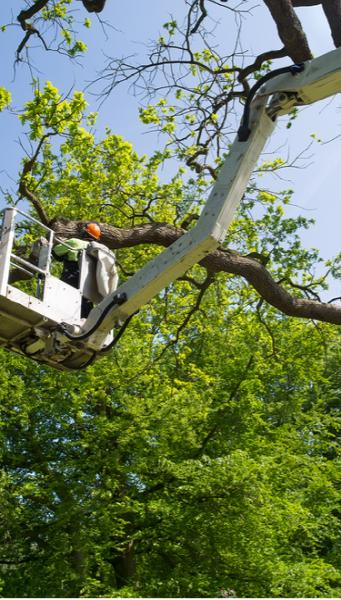 Bumble Bee Tree Experts Longmont Brighton Colorado