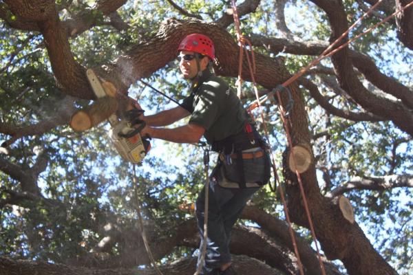Sherwood Tree Service