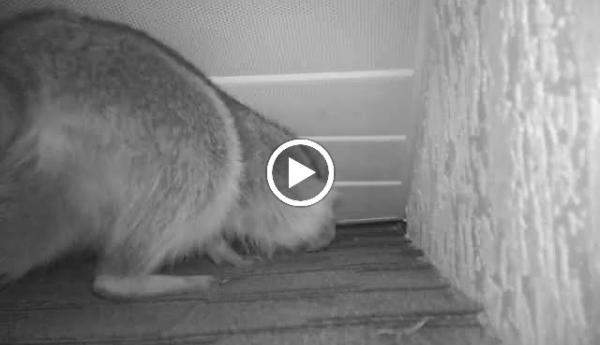 Critter Control