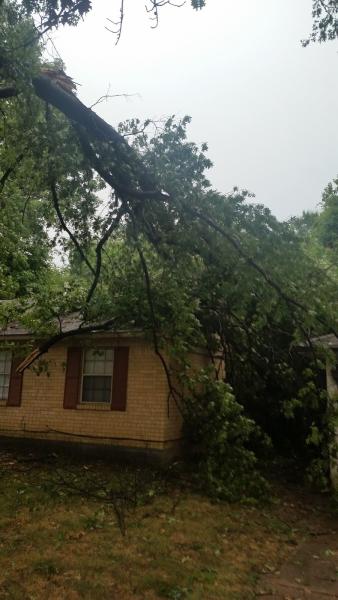 Joel's Tree Services