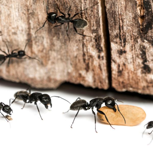 Results Pest Control