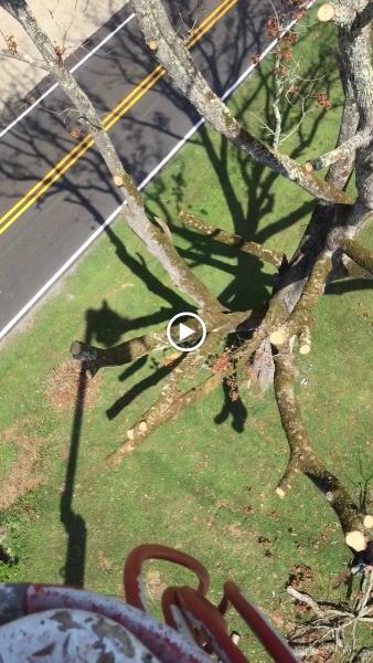 Jimmy Dwayne Tree Service