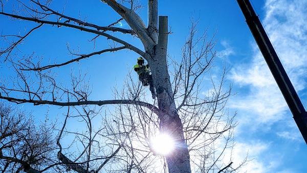 Gilbert's Tree & Landscape