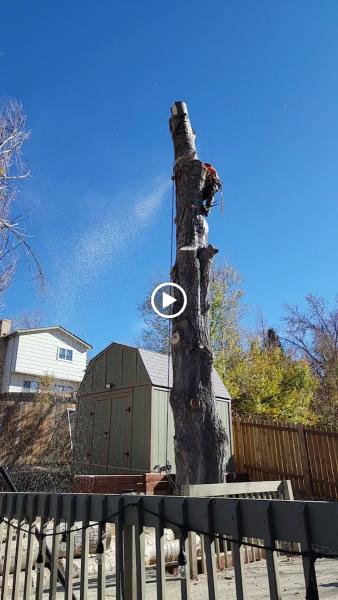 Gilbert's Tree & Landscape