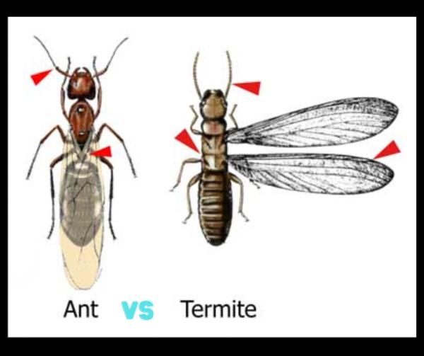 Pest & Lawn Organic Guard
