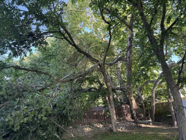 Lewis Tree Services LLC