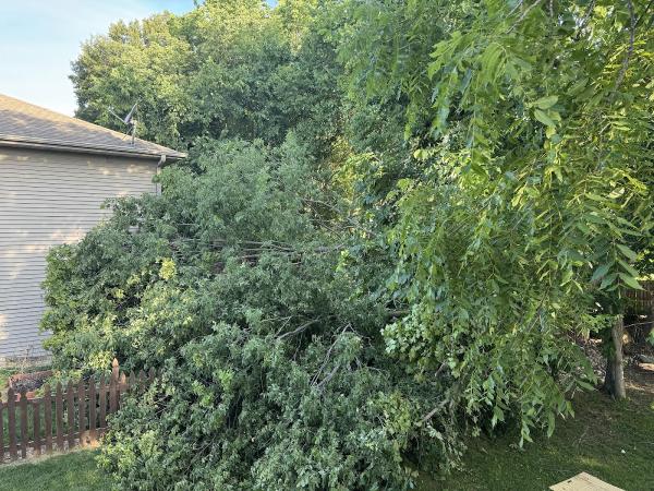 Lewis Tree Services LLC