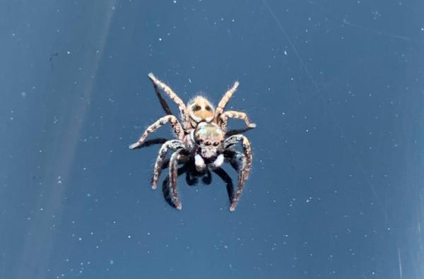 Beeline Pest Control