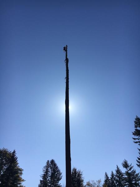 Bodhi Tree Service