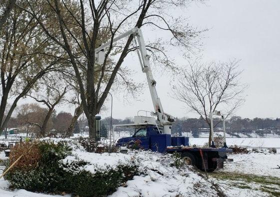 The Branch Office Tree Service