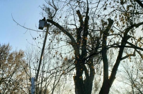 The Branch Office Tree Service