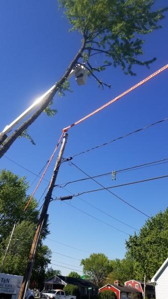 T & N Tree Service