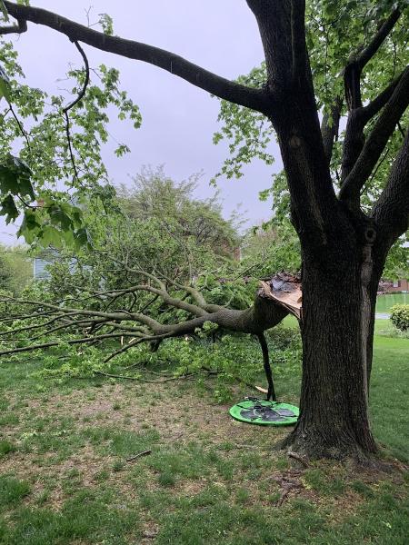 Allegiant Tree Care