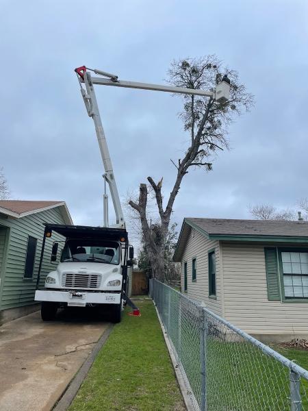 Olvera Tree and Yard Services