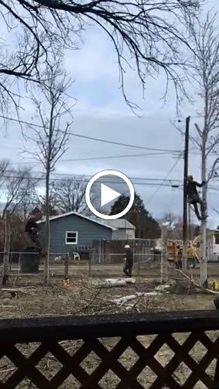 CM Tree Service and Removal