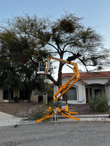 Transformed Trees & Landscaping LLC