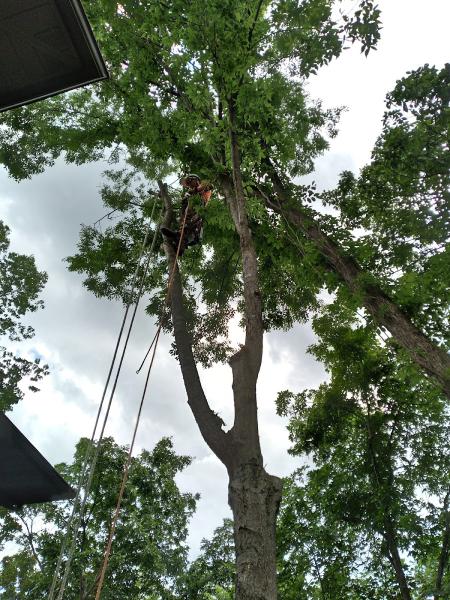 Everest Tree Service & Landscaping Service