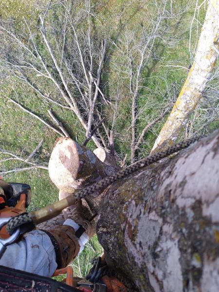 Everest Tree Service & Landscaping Service