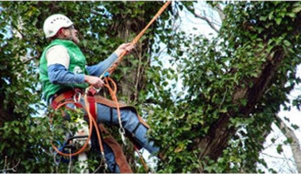 Clean Cut Tree Services