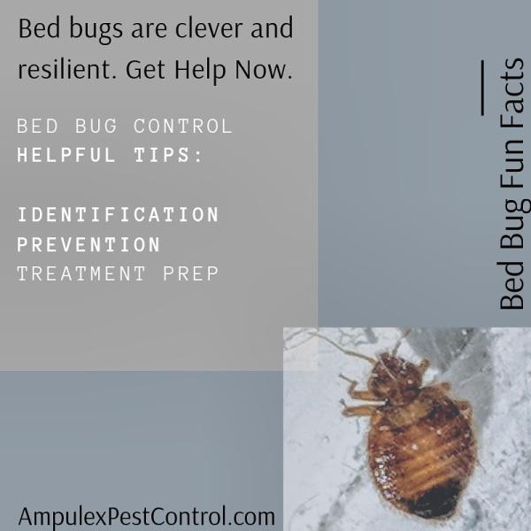 Ampulex Environmental Solutions