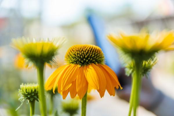 Holly Days Nursery