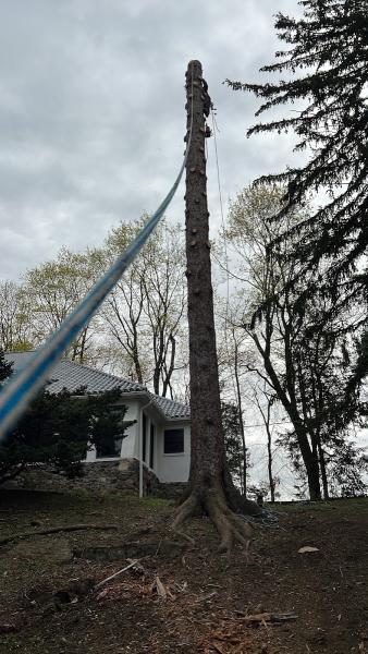 Green Future Tree Services LLC