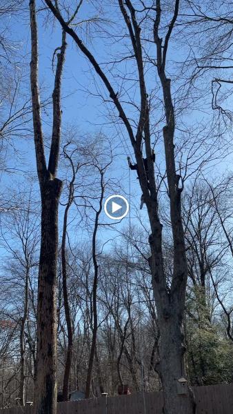 Green Future Tree Services LLC