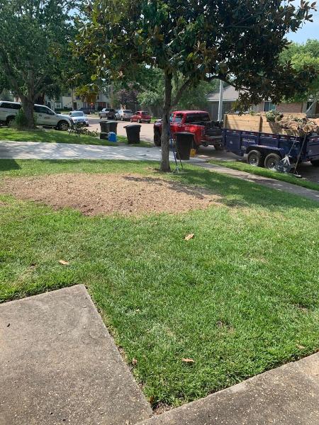Professional Tree Care